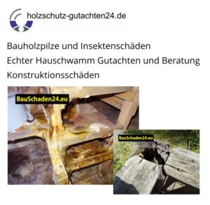 Read more about the article Mit Sachverstand vor Ort: Pilzbefall und Insektenschäden – Tagesproblematik des Sachverständigenbüros