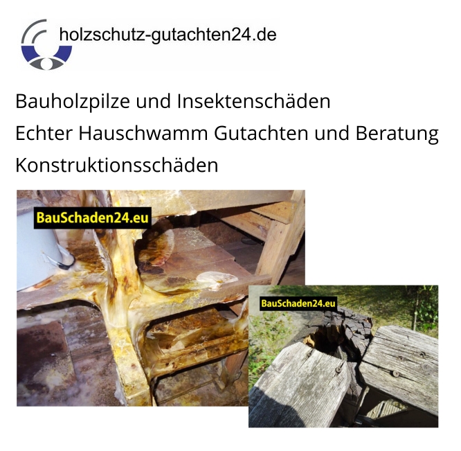 You are currently viewing Mit Sachverstand vor Ort: Pilzbefall und Insektenschäden – Tagesproblematik des Sachverständigenbüros