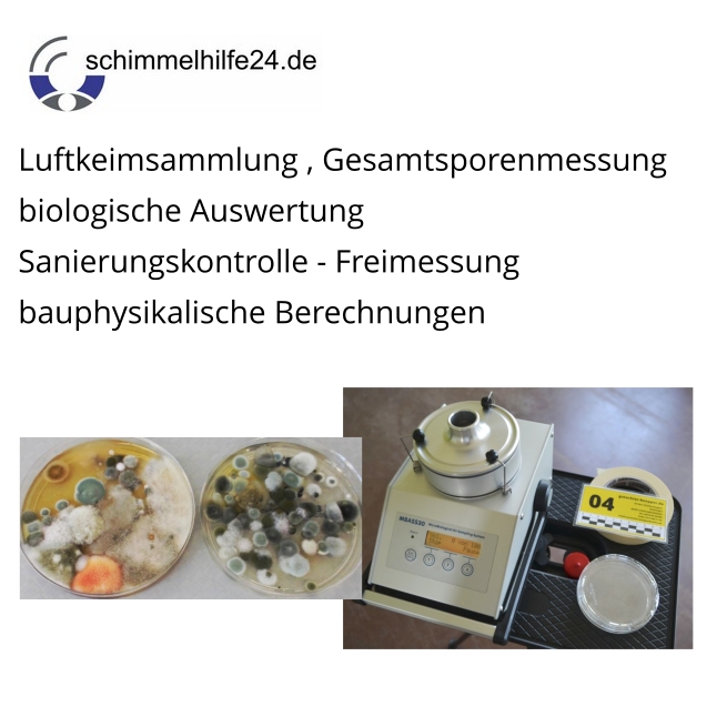 You are currently viewing Vorstellung unserer Partnerseite: Schimmelhilfe24.de